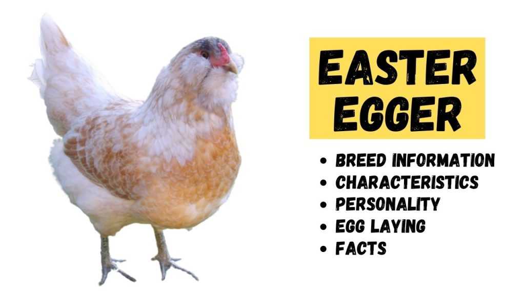 Easter Egger Chicken Breed Information