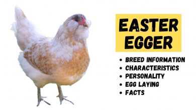 Easter Egger Chicken