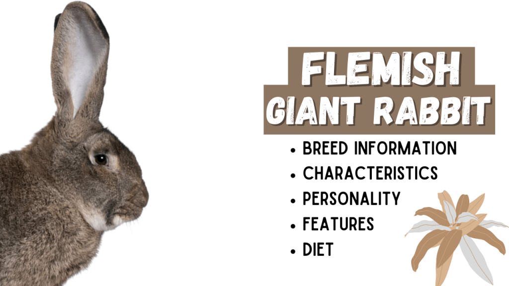 Flemish Giant Rabbit Breed Information
