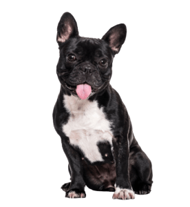 French Bulldog 2 276x300 Top Twenty Small Dog Breeds
