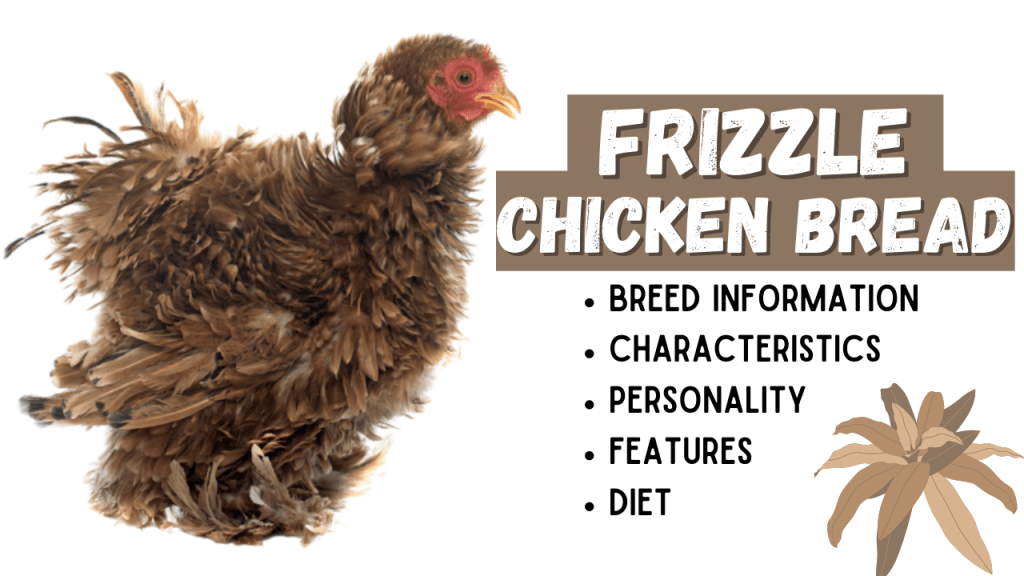 Frizzle Chicken Breed Information