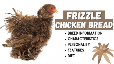 Photo of Frizzle Chicken Breed Information