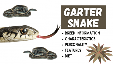 Garter Snake 390x220 - Garter Snakes