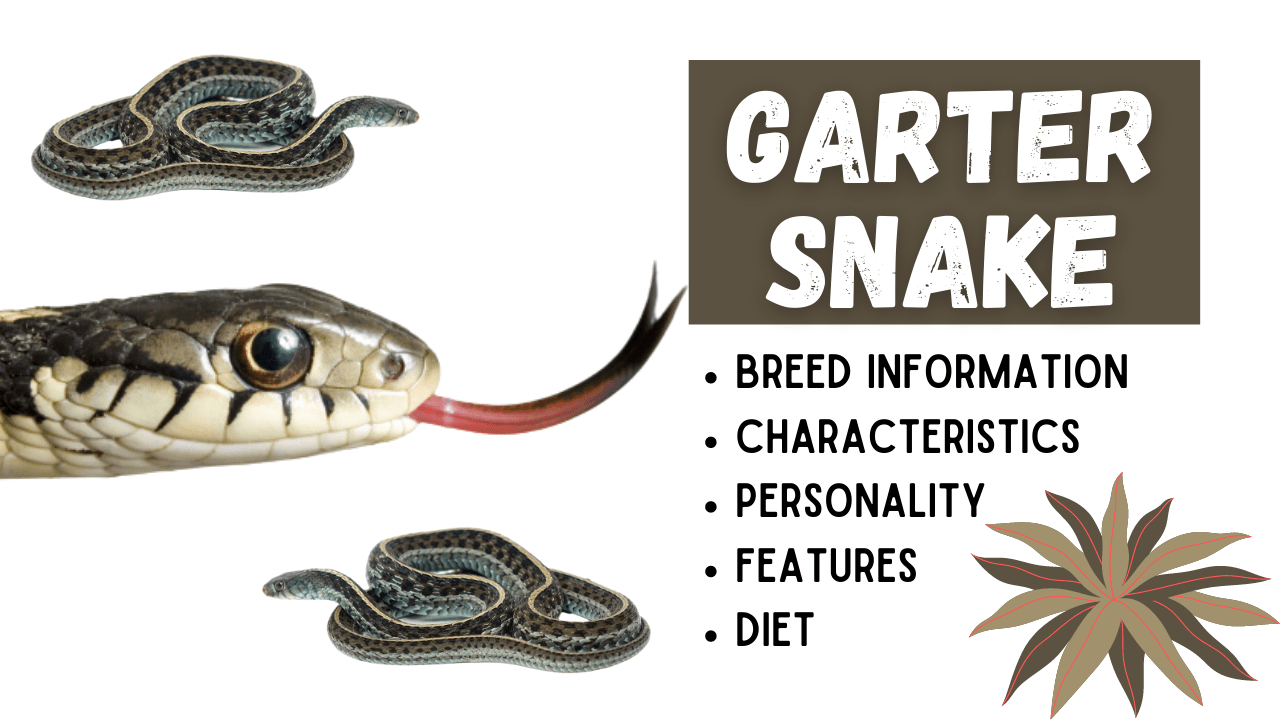 Garter Snake Information