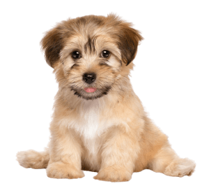 Havanese 300x279 Top Twenty Small Dog Breeds