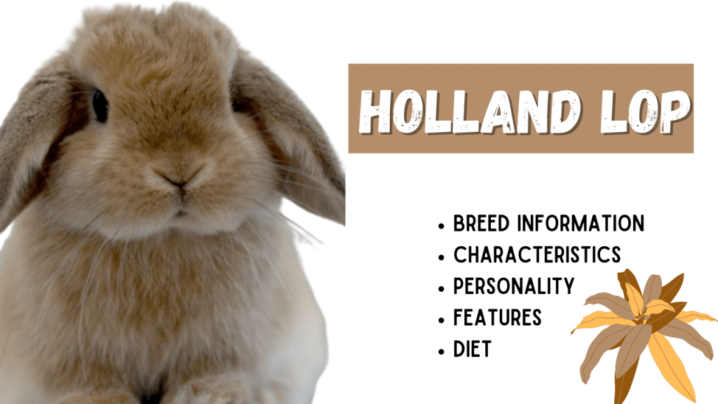 Holland Lop Breed Information