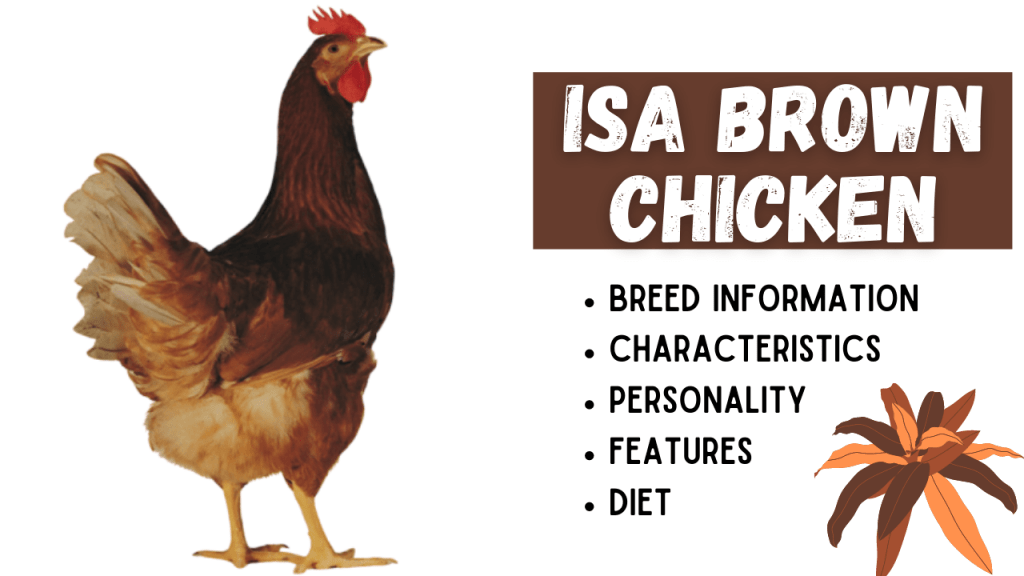 ISA Brown Chicken Breed Information