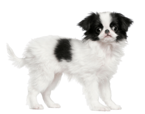 Japanese Chin 300x236 Top Twenty Small Dog Breeds