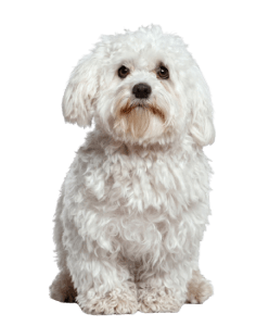 Maltese Dog 248x300 Top Twenty Small Dog Breeds