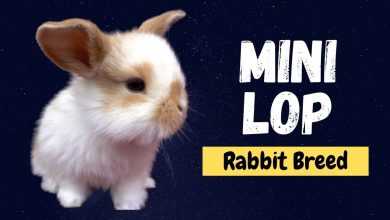 Photo of Mini Lop Rabbit Breed Information