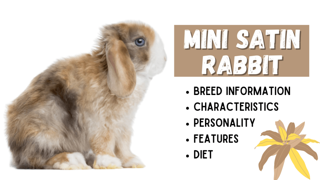 Mini Satin Rabbit