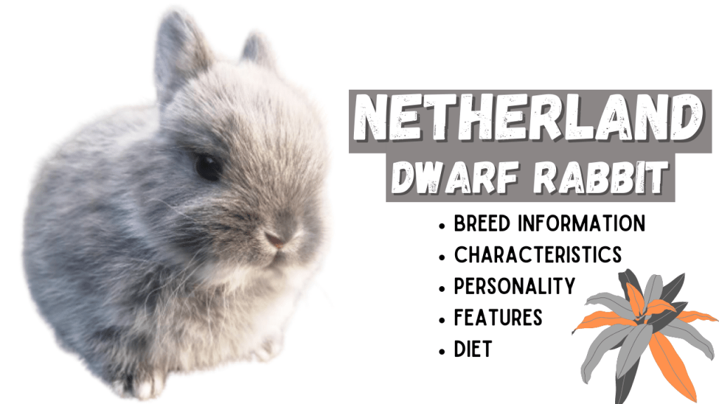 Netherland Dwarf Rabbit Breed Information