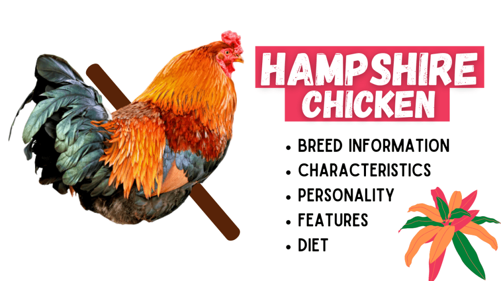 New Hampshire Chicken Breed Information