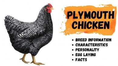 Photo of Plymouth Rock Chicken