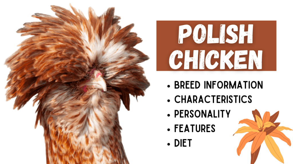 Polish Chicken Breed Information