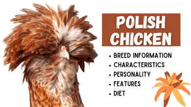 Photo of Polish Chicken Breed Information