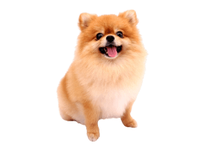 Pomeranian 300x208 Top Twenty Small Dog Breeds