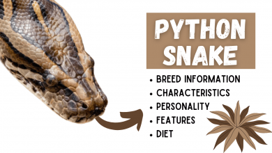 Photo of Python Snakes