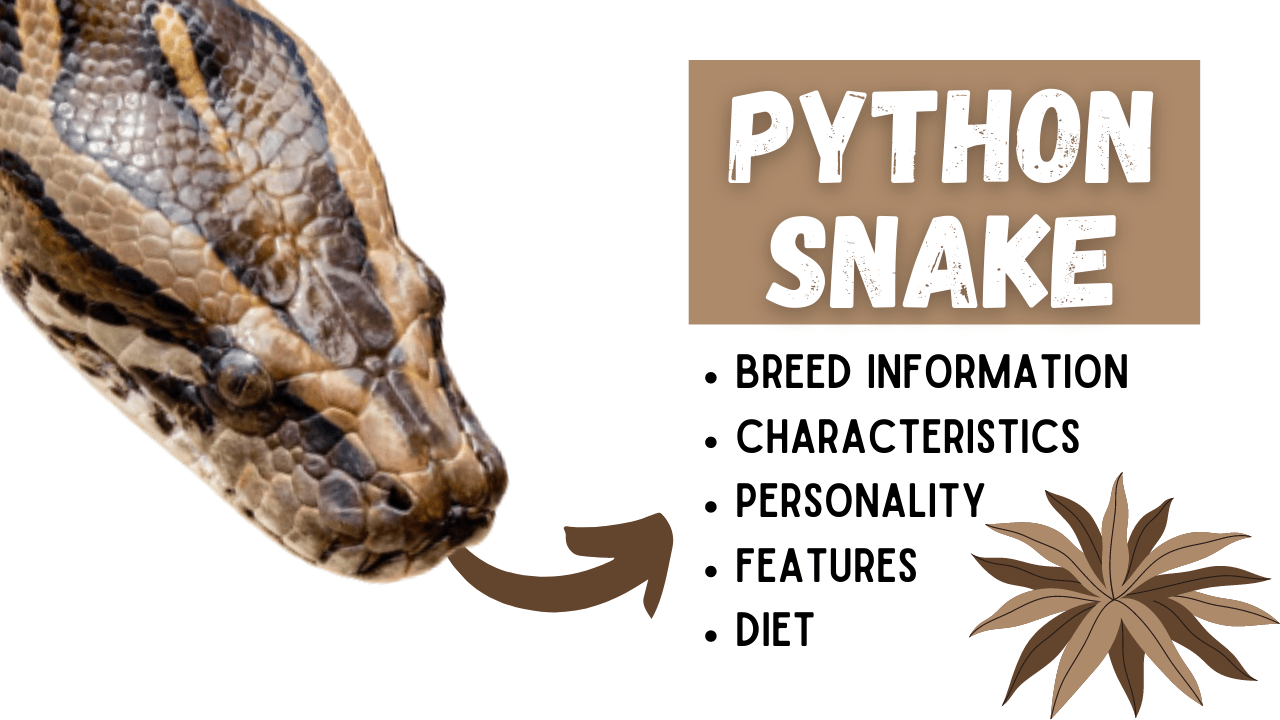 python snake information