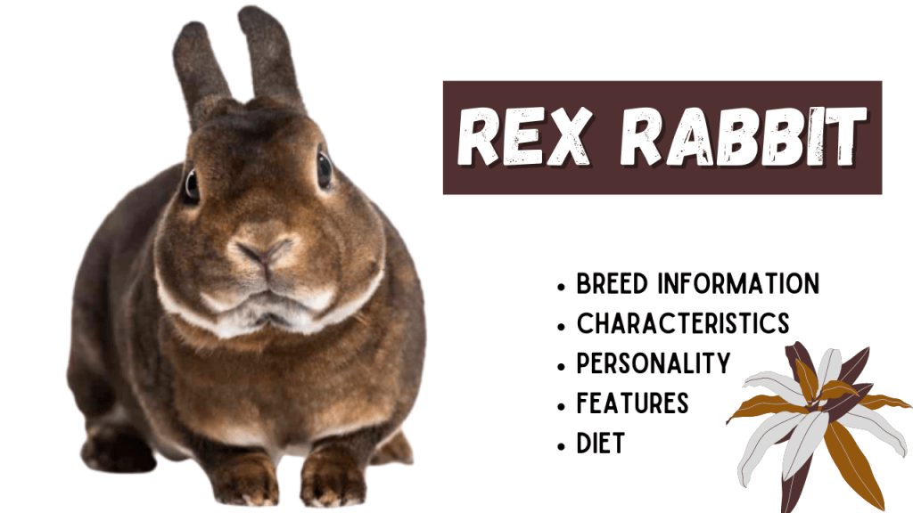Rex Rabbit Breed Information