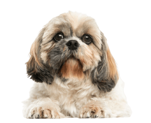 Shih Tzu 300x243 Top Twenty Small Dog Breeds