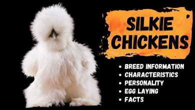 Photo of Silkie Chicken Informational Facts