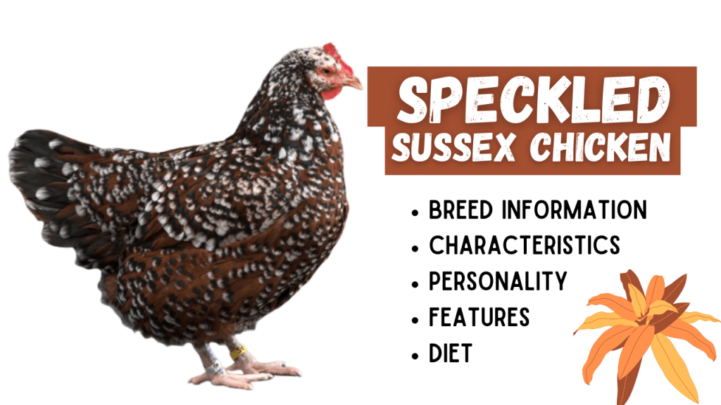 Speckled Sussex Chicken Breed Information
