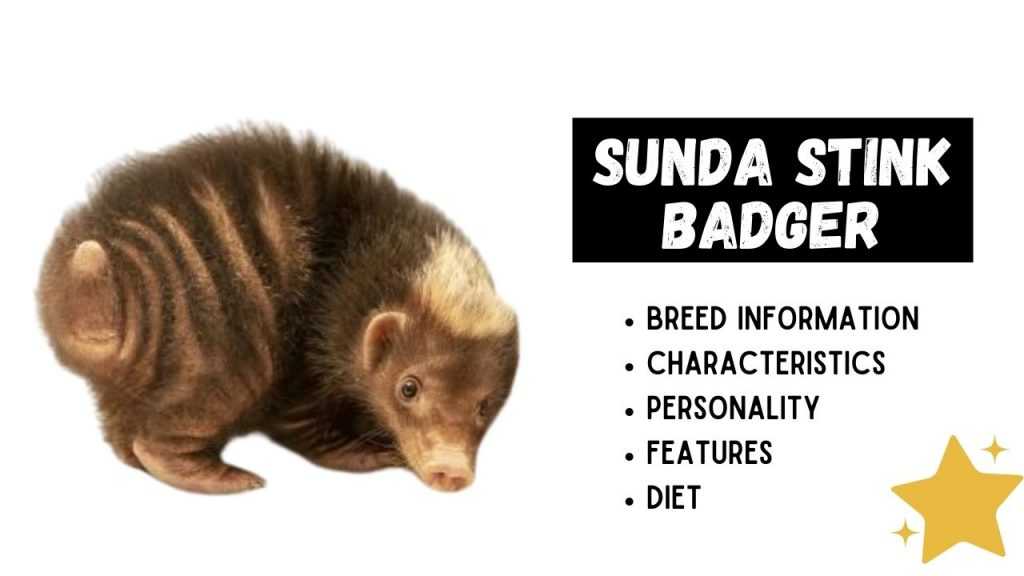 Sunda Stink Badger