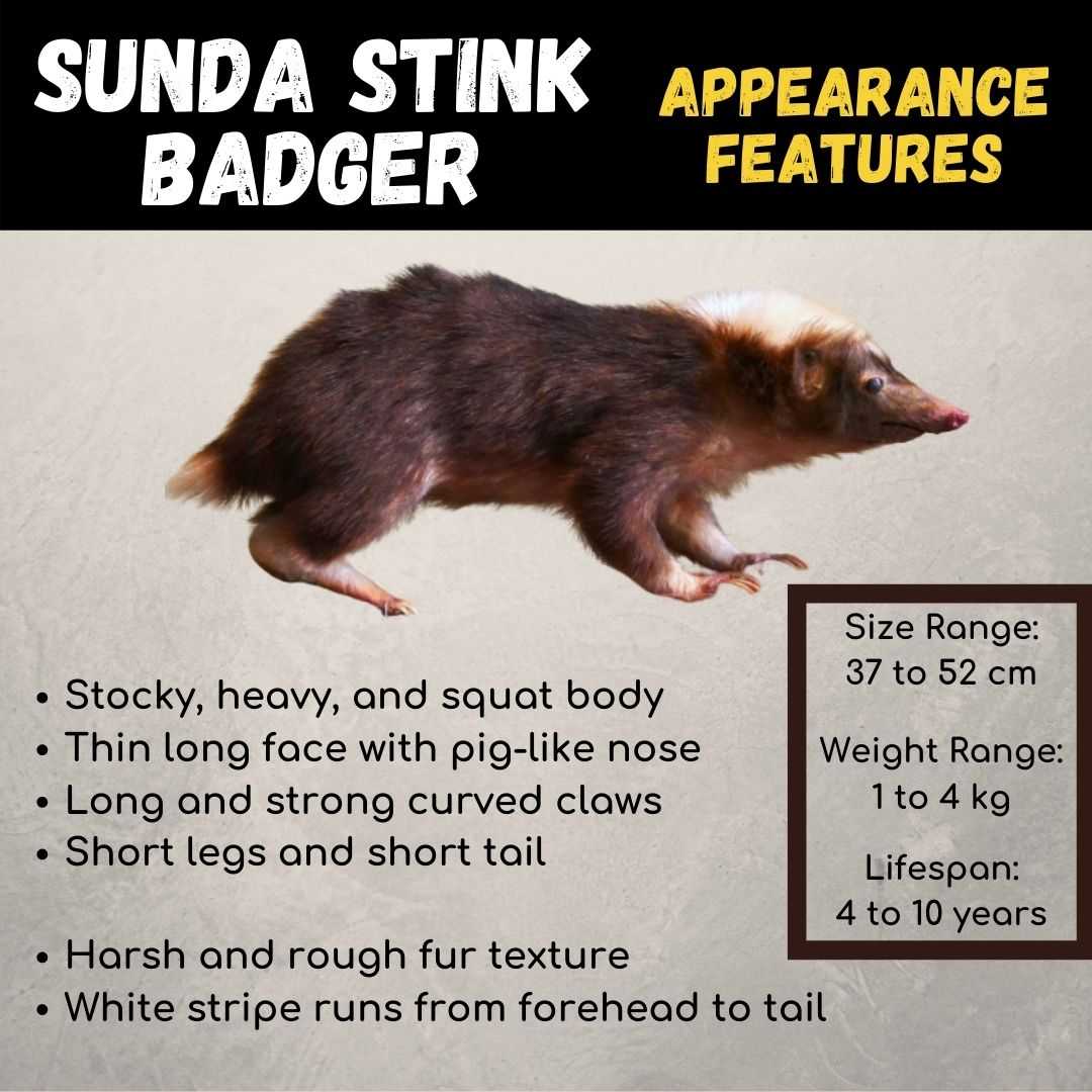 Sunda Stink Badger Appearance
