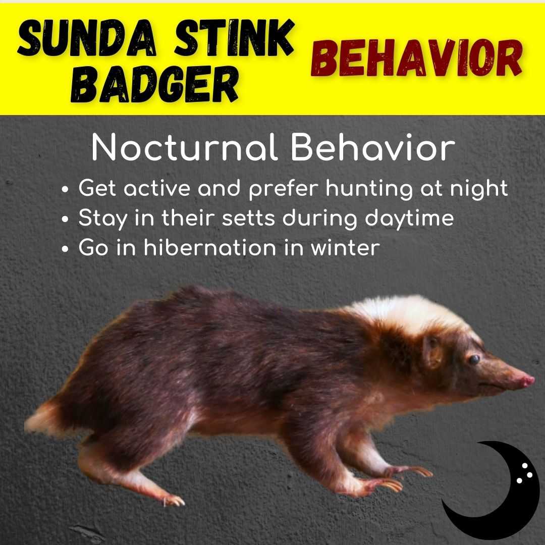 Sunda Stink Badger Behavior