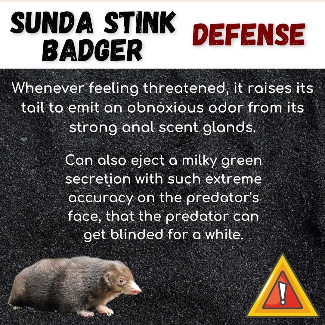 Sunda Stink Badger Defense
