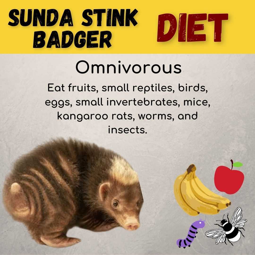 Sunda Stink Badger Diet