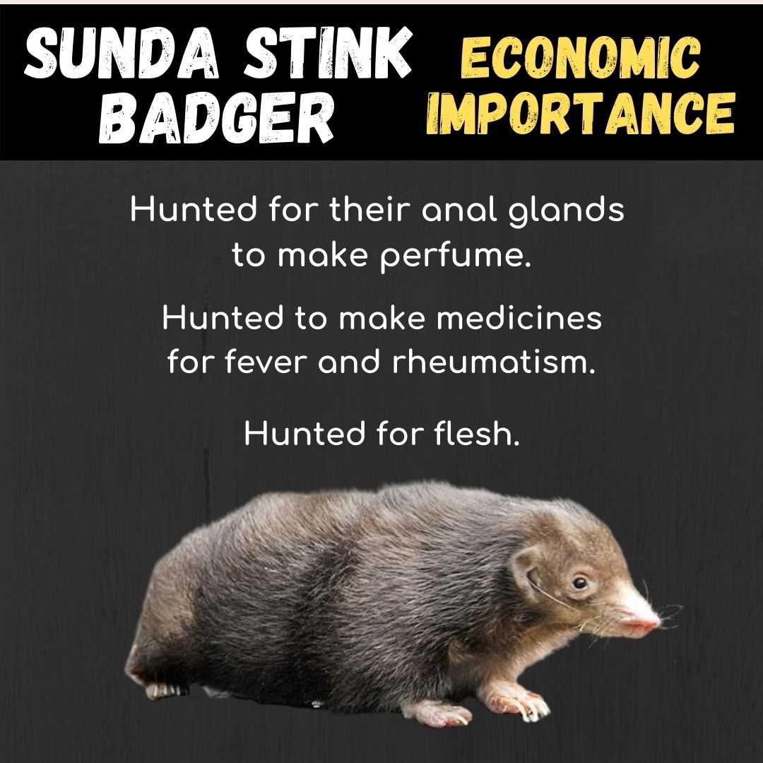 Sunda Stink Badger Economic Importance