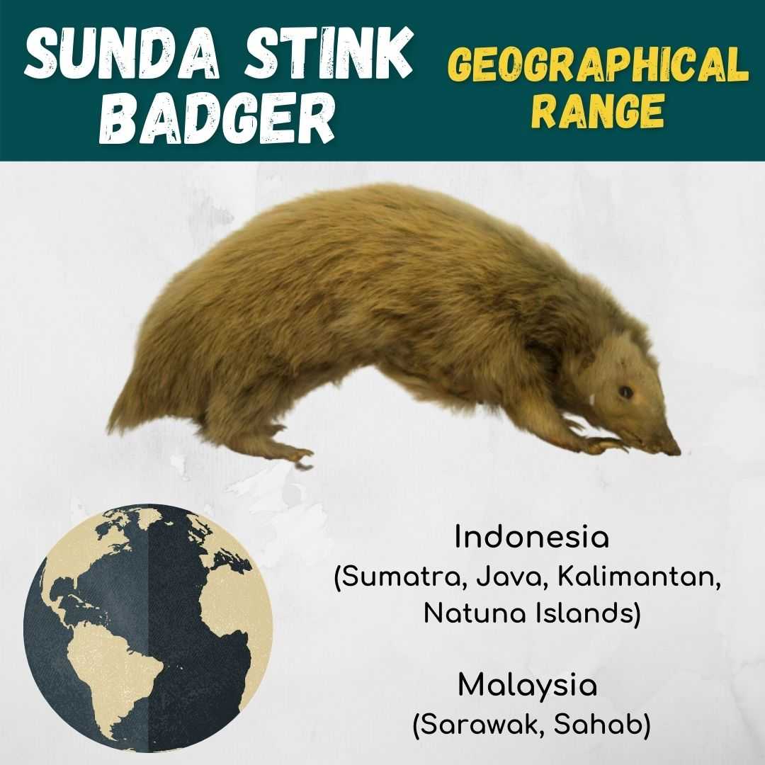 Sunda Stink Badger Geography