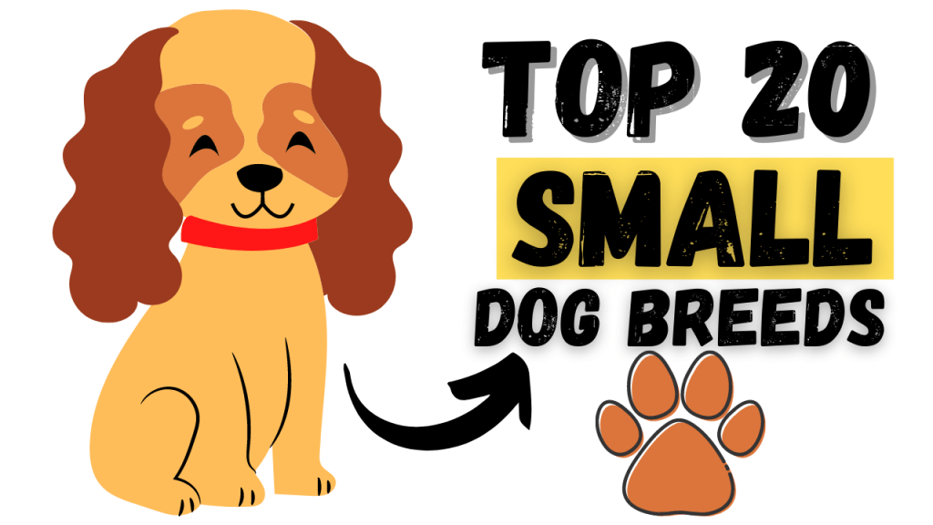 Top 20 Small Dog Breeds