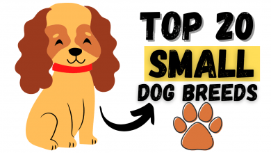 Top 20 Small Dog Breeds 390x220 - Top Twenty Small Dog Breeds