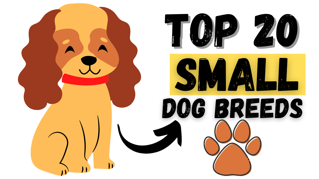 Top 20 Small Dog Breeds Top Twenty Small Dog Breeds