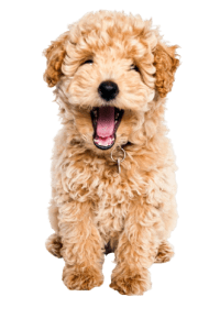 Toy Poodle 200x300 Top Twenty Small Dog Breeds