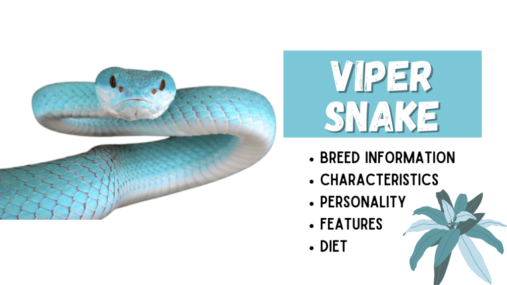 Viperidae Snake Breed Information