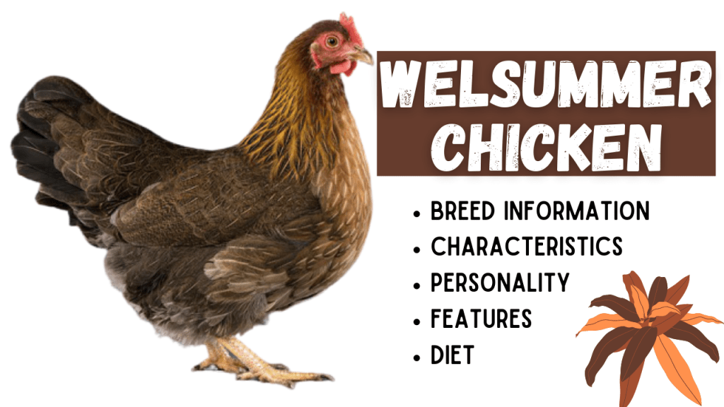 Welsummer Chicken Breed Information