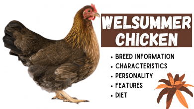 Photo of Welsummer Chicken Breed Information