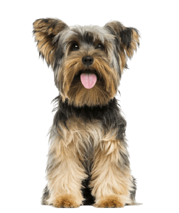 Yorkshire Terrier 252x300 Top Twenty Small Dog Breeds