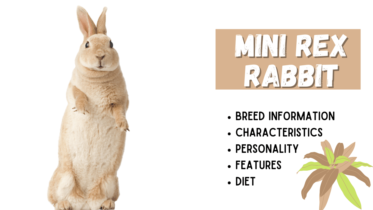 mini rex rabbits