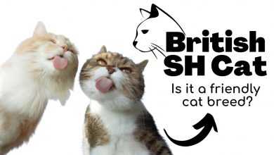 British Shorthair Cat Friendly