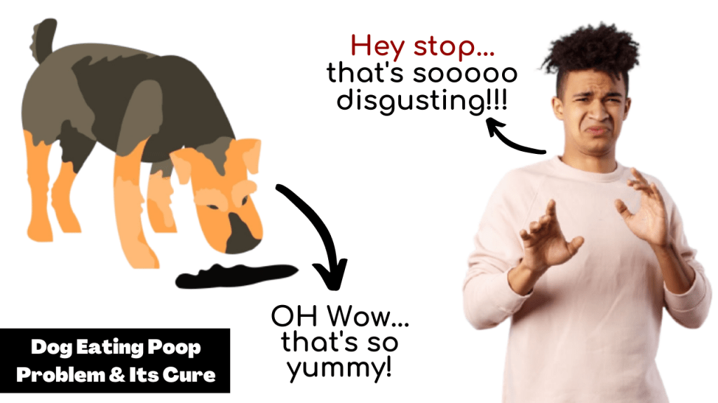 Dog Eating Poop