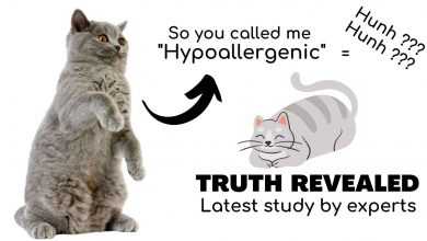 is British Shorthair Cat Hypoallergenic