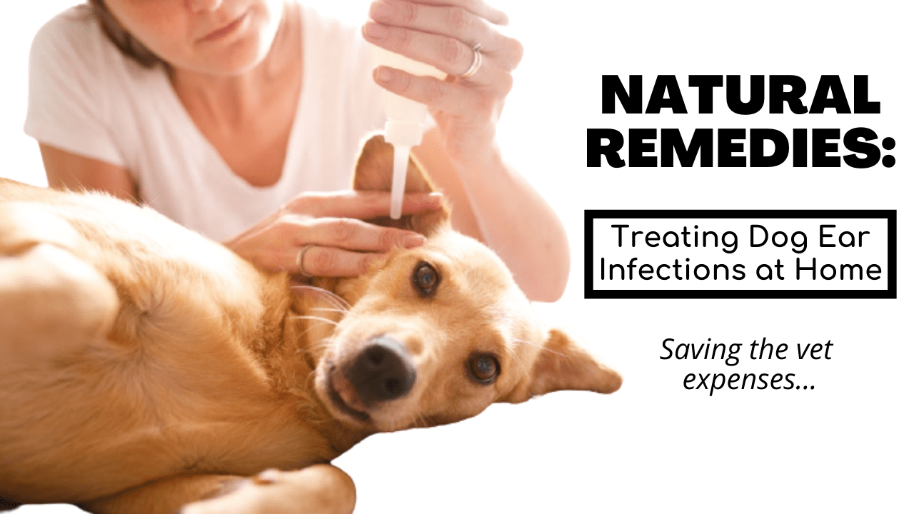 Natural Remedies To Treat Dog Ear Infection If You Can't