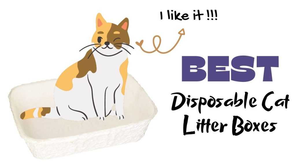 Best Disposable Cat Litter Box