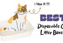 Photo of Best Disposable Litter Boxes for Cats