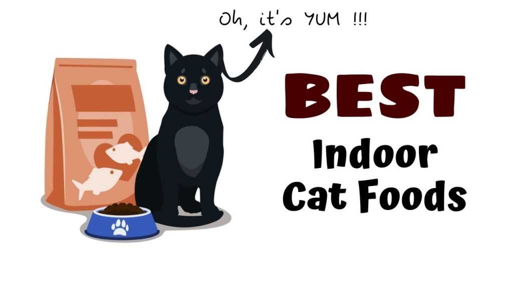 Indoor Cat Foods